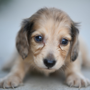 Dachshund Puppy Jay