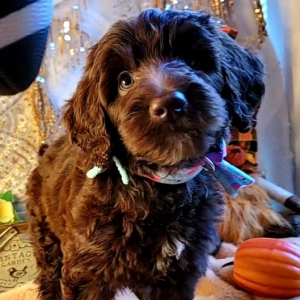Labradoodle Puppy Tootsie