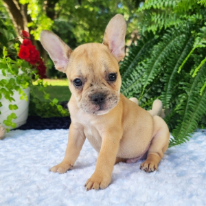 French Bulldog Puppy Mikey