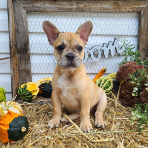 French Bulldog Puppy Mikey