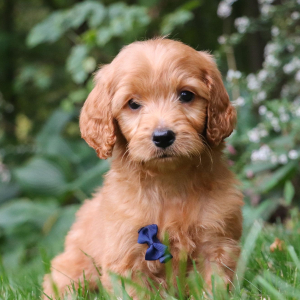 Goldendoodle Puppy Zeke