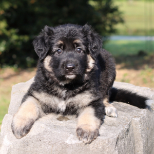 German Shepherd Dog Puppy Aurora