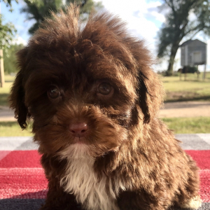 Yorkiepoo Puppy Brownie
