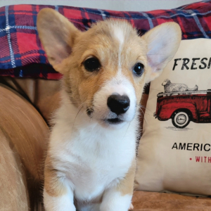 Pembroke Welsh Corgi Puppy Queso