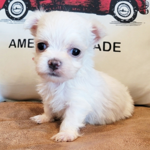 Maltese Puppy Gucci