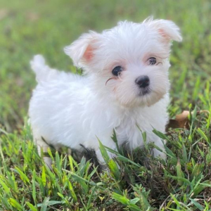 Maltese Puppy Gucci