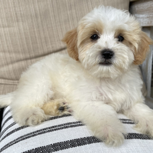 Shihpoo Puppy Felix