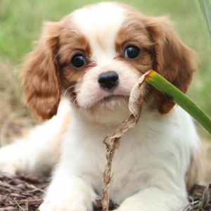 Cavalier King Charles Spaniel Puppy Jonas