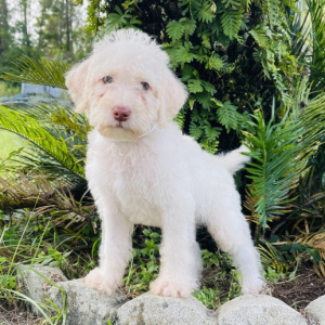 Labradoodle Puppy Cory