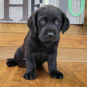 Labrador Retriever Puppy Gracie