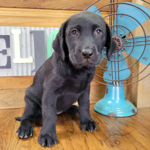Labrador Retriever Puppy Gracie