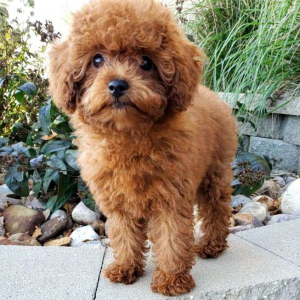 Poodle Puppy Hallie