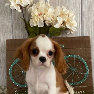 Cavalier King Charles Spaniel Puppy Feona
