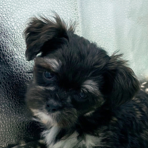 Havanese Puppy Linda