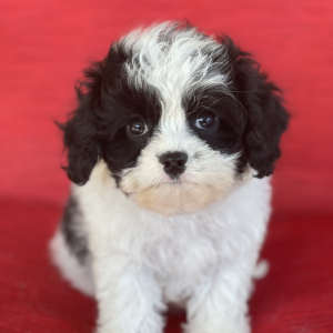 Cavapoo Puppy Archie