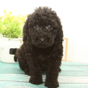 Goldendoodle Puppy Mojo