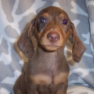 Dachshund Puppy Quin