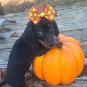 Dachshund Puppy Tootsie