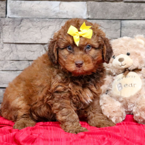Bernedoodle Puppy Piper
