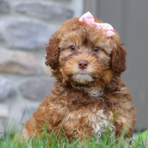 Bernedoodle Puppy Landry