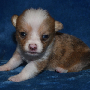 Pembroke Welsh Corgi Puppy Paco