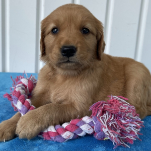 Golden Retriever Puppy Avery