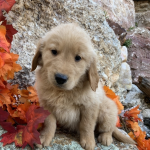 Golden Retriever Puppy Charles