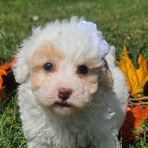 Poodle Puppy Charlotte