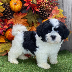 Shichon Puppy Conner