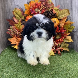 Shichon Puppy Conner