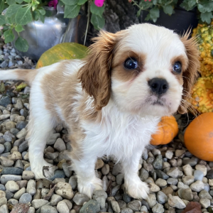 Cavalier King Charles Spaniel Puppy Kevin