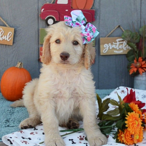 Goldendoodle Puppy Rosaleigh