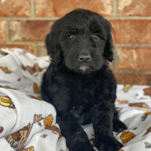 Goldendoodle Puppy Cambry