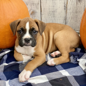Boxer Puppy Beast