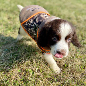 English Springer Spaniel Puppy Miko