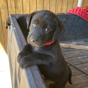 Labrador Retriever Puppy Burl