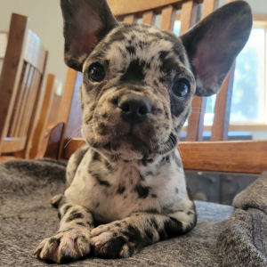 French Bulldog Puppy Alpha