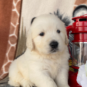 Golden Retriever Puppy Devon