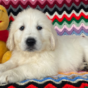 Golden Retriever Puppy Devon