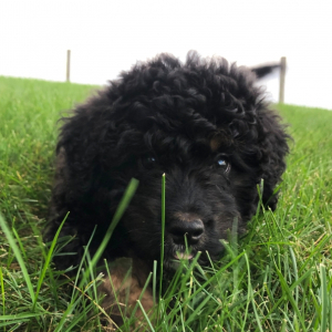 Bernedoodle Puppy Chief