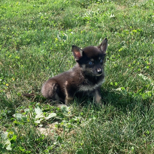 Pomsky Puppy Tico