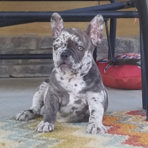 French Bulldog Puppy Jazzy