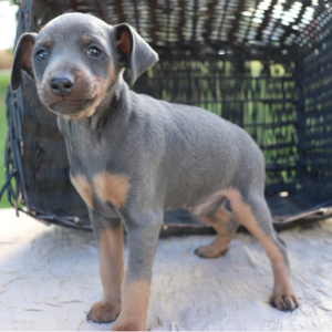 Miniature Pinscher Puppy Jango