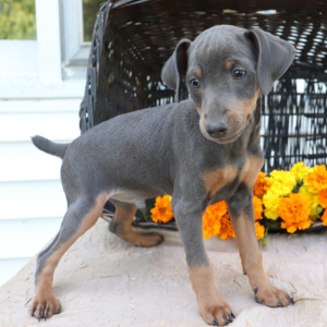 Miniature Pinscher Puppy Jango