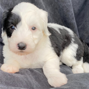 Sheepadoodle Puppy Millie