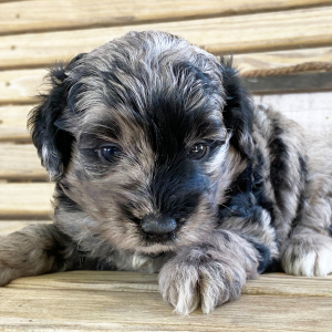 Goldendoodle Puppy Ida