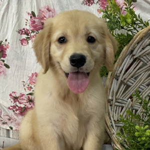 Golden Retriever Puppy Sneakers