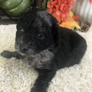 Aussiedoodle Puppy Toby