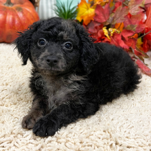 Aussiedoodle Puppy Toby