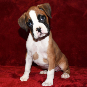 Boxer Puppy Daisy